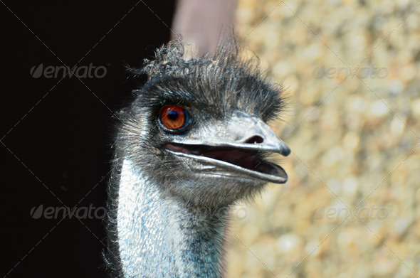 Head of emu looking forward