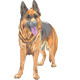 Vector Color Sketch Dog German Shepherd Breed - 1