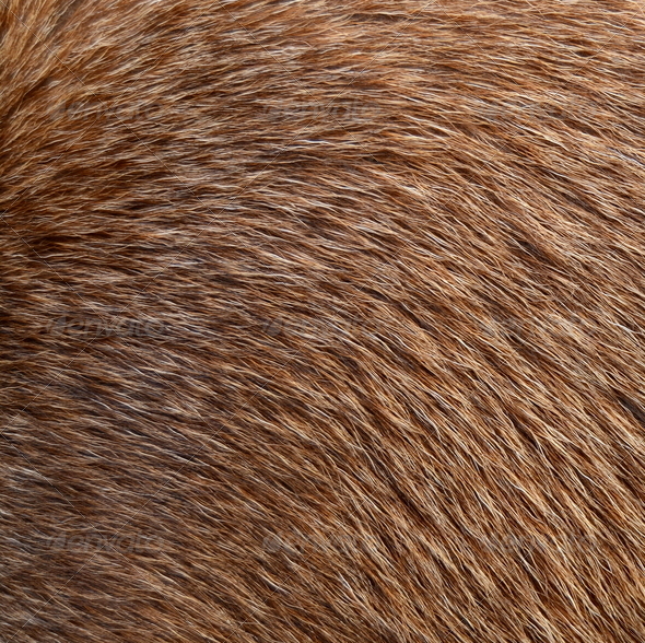 Brown animal fur