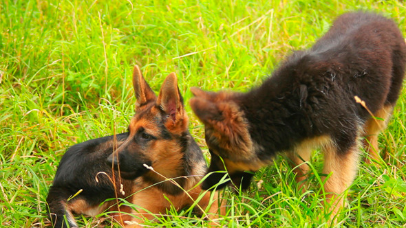Dogs 12 Dogs 12