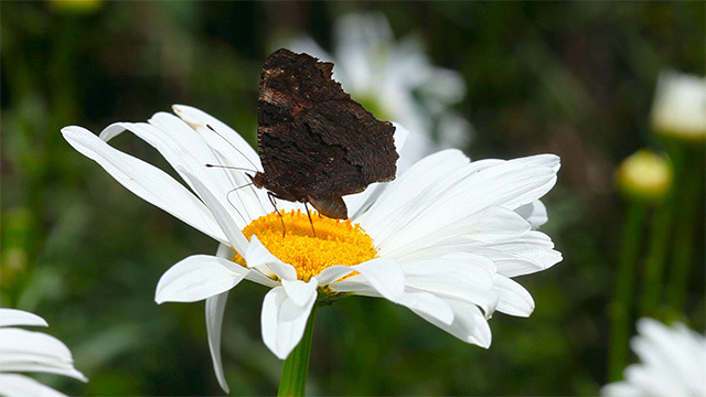 Peacock butterfly Peacock butterfly