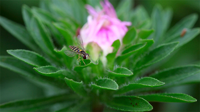 Fly Fly