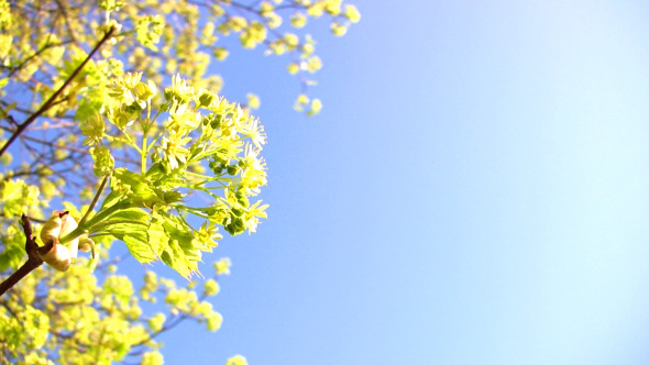 Flower Maple Flower Maple