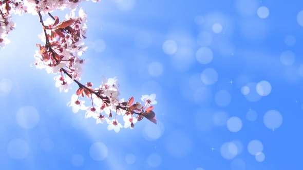 Background With A Branch Of Cherry Blossoms Background With A Branch Of Cherry Blossoms