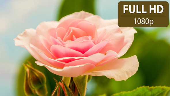 Pink Rose Blossoming Timelapse Pink Rose Blossoming Timelapse
