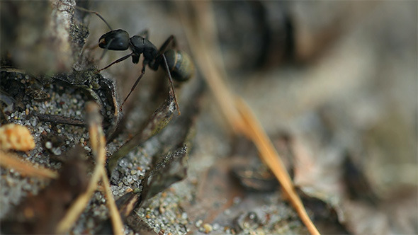 Ant Ant
