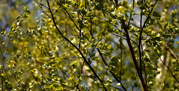 Birch Tree Leaves On Heavy Wind Birch Tree Leaves On Heavy Wind