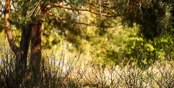 Dry Stalks In Pine Woods Dry Stalks In Pine Woods