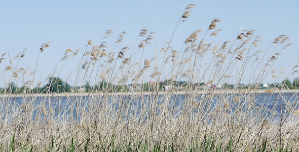 Wind Shakes Dry Sedge Wind Shakes Dry Sedge
