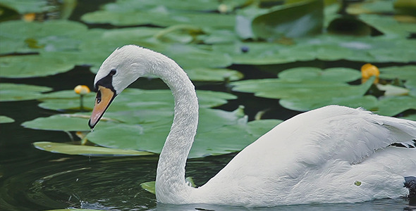 Swan Swan