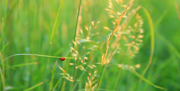 Ladybird Ladybird