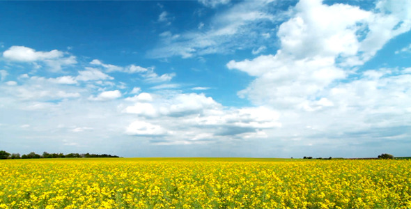 Summer Landscape 1 Summer Landscape 1