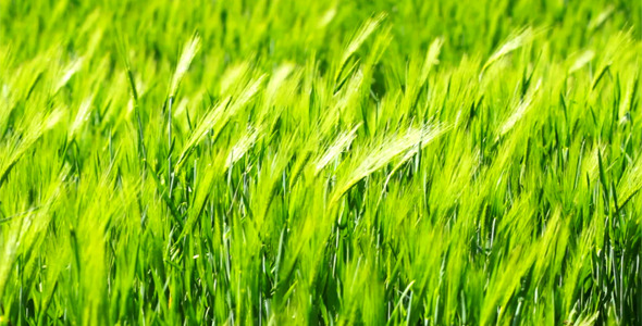 Ears Of Wheat 1 Ears Of Wheat 1