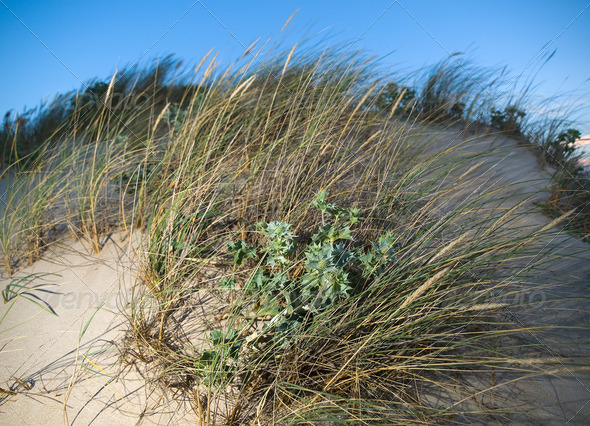 Vegetation moved by wind on the beach