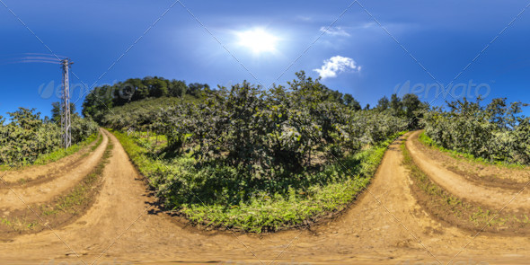 HDRI Hazelnut Plantations In The Pathway Between - 3DOcean Item for Sale