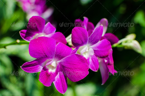 Beautiful bright orchid flowers in Botanical garden