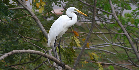 Great Egret Ardea alba Preening Great Egret Ardea alba Preening