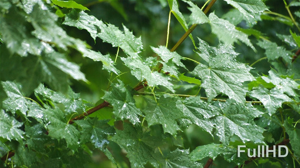 Summer Rain and Maple Leaves Summer Rain and Maple Leaves