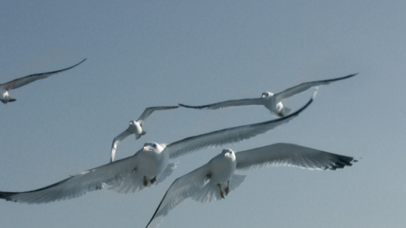 Seagulls in the Blue Sky Seagulls in the Blue Sky