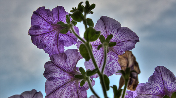 Blossom petunia HDR Blossom petunia HDR