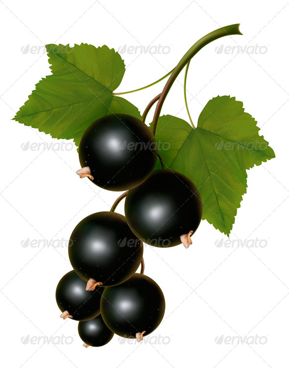 Black Currants with Leaves Black Currants with Leaves