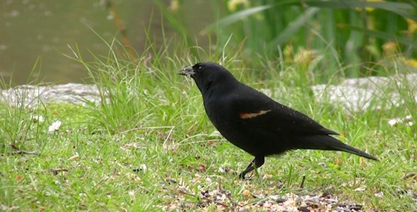 Black Bird Pack of 2 Black Bird Pack of 2