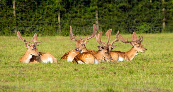Deer lying down New Forest Hampshire England