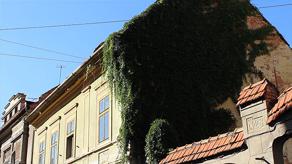 Ivy On Old House Walls Ivy On Old House Walls