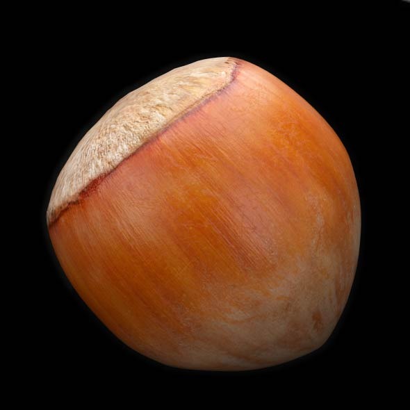 Hazelnut - 3DOcean Item for Sale