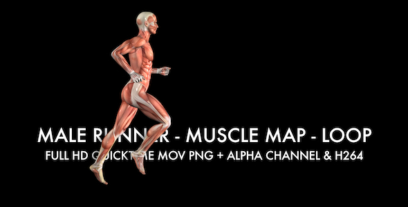 Muscle Map Male Runner Loop Muscle Map Male Runner Loop