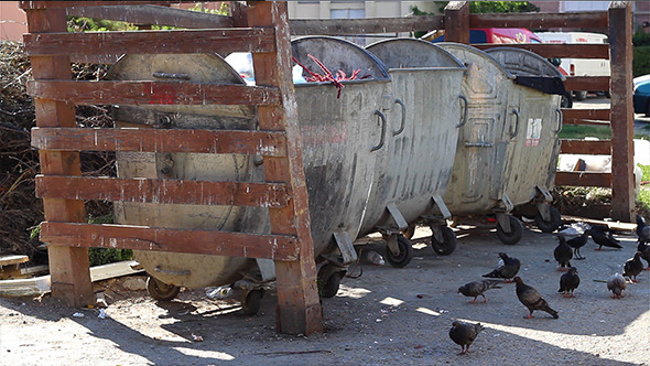 Pigeons at Dumpsters Yard Pigeons at Dumpsters Yard