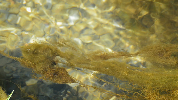 Moss Or Algae In River Moss Or Algae In River