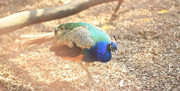 The Peacock 2 The Peacock 2