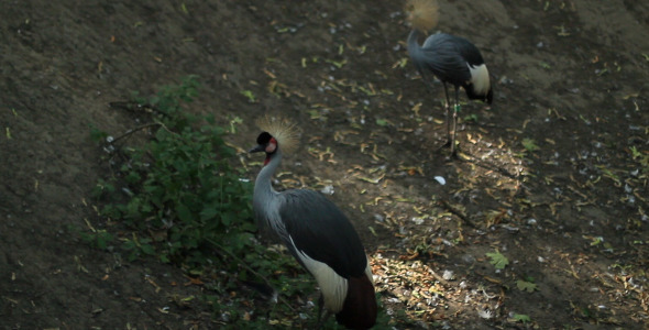 Balearica Pavonina Crane Balearica Pavonina Crane
