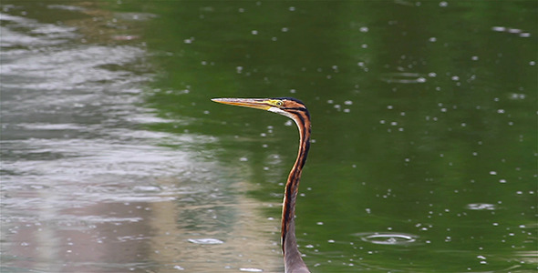 Purple Heron Ardea purpurea Head Purple Heron Ardea purpurea Head