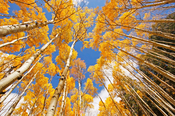 Aspen trees with fall color, San Juan National Forest, Colorado