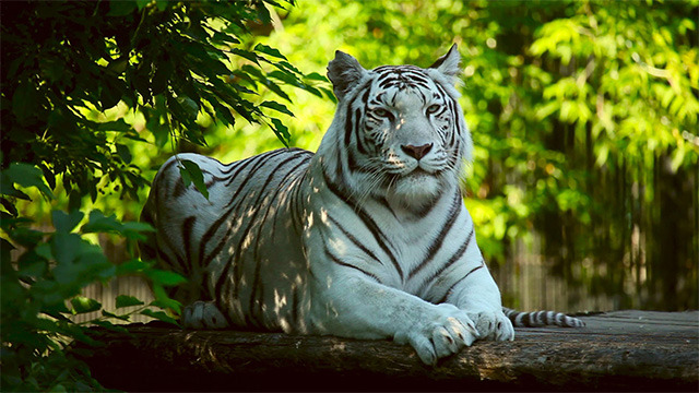 White tigress White tigress
