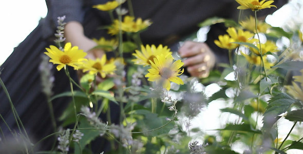 Yellow Flowers Yellow Flowers