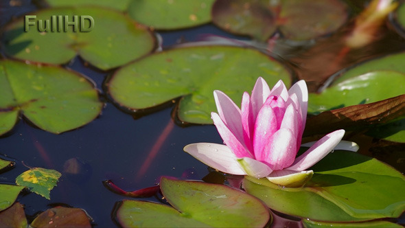 Water Lily Water Lily