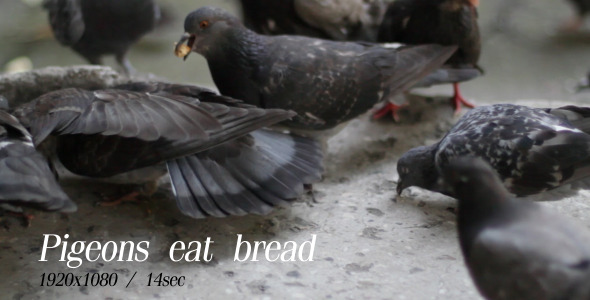 stock footage pigeons eat bread 2 videohive stock footage pigeons eat bread 2 videohive