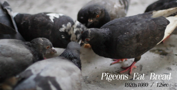 Pigeons Eat Bread 3 Pigeons Eat Bread 3