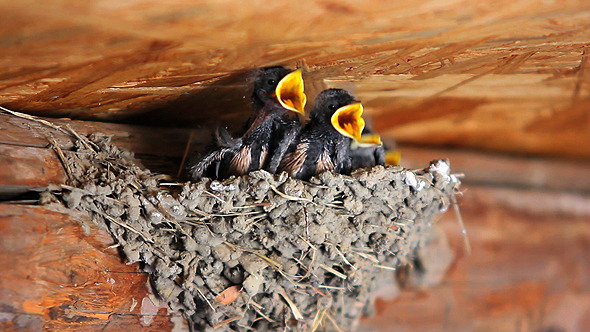 Swallows Swallows