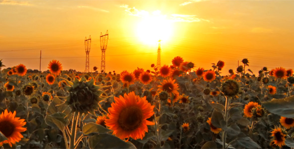 Flowering Sunflowers 2 Flowering Sunflowers 2