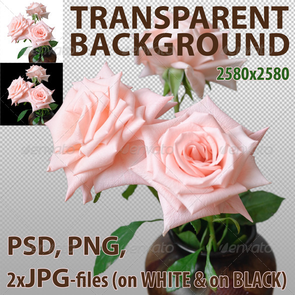 Pink Roses Isolated Pink Roses Isolated