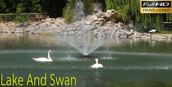 Lake And Swans Lake And Swans