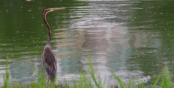 Purple Heron By The Lake Purple Heron By The Lake