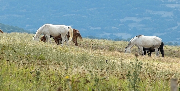 Horses Horses