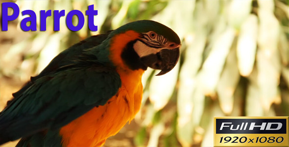 Parrot Parrot
