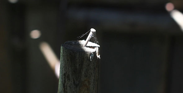 Nail in a Log With Spider Net Nail in a Log With Spider Net