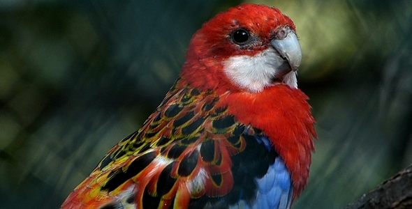 Parrot 7 Parrot 7